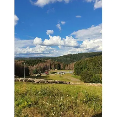 In Near The Area Schnett